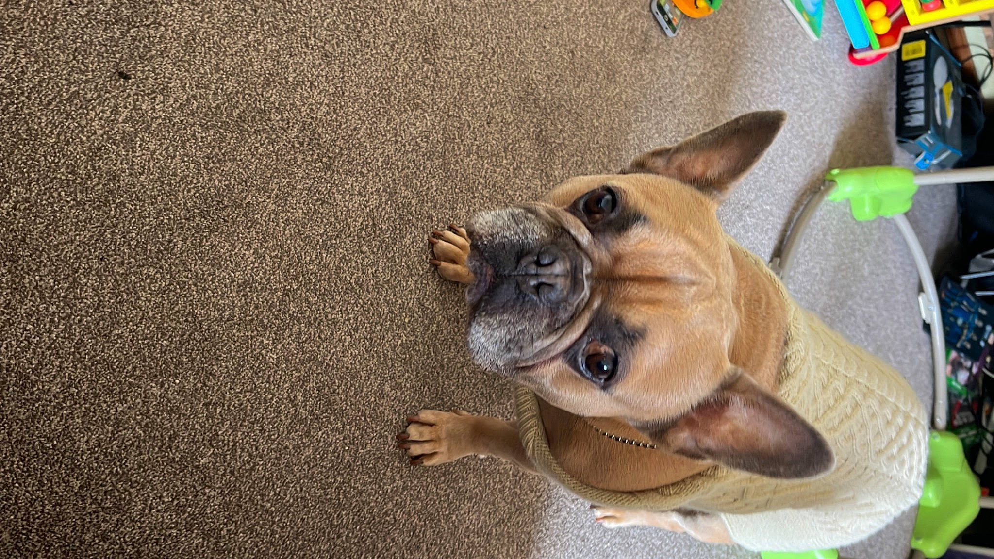 Hugo is registered to the contest to win money with this photo: canidae, carnivore, comfort, companion_dog, dog, dog_breed, dog_supply, fawn, flooring, foot, fur, human_leg, paw, road_surface, snout, sporting_group, terrestrial_animal, whiskers, working_animal, wrinkle