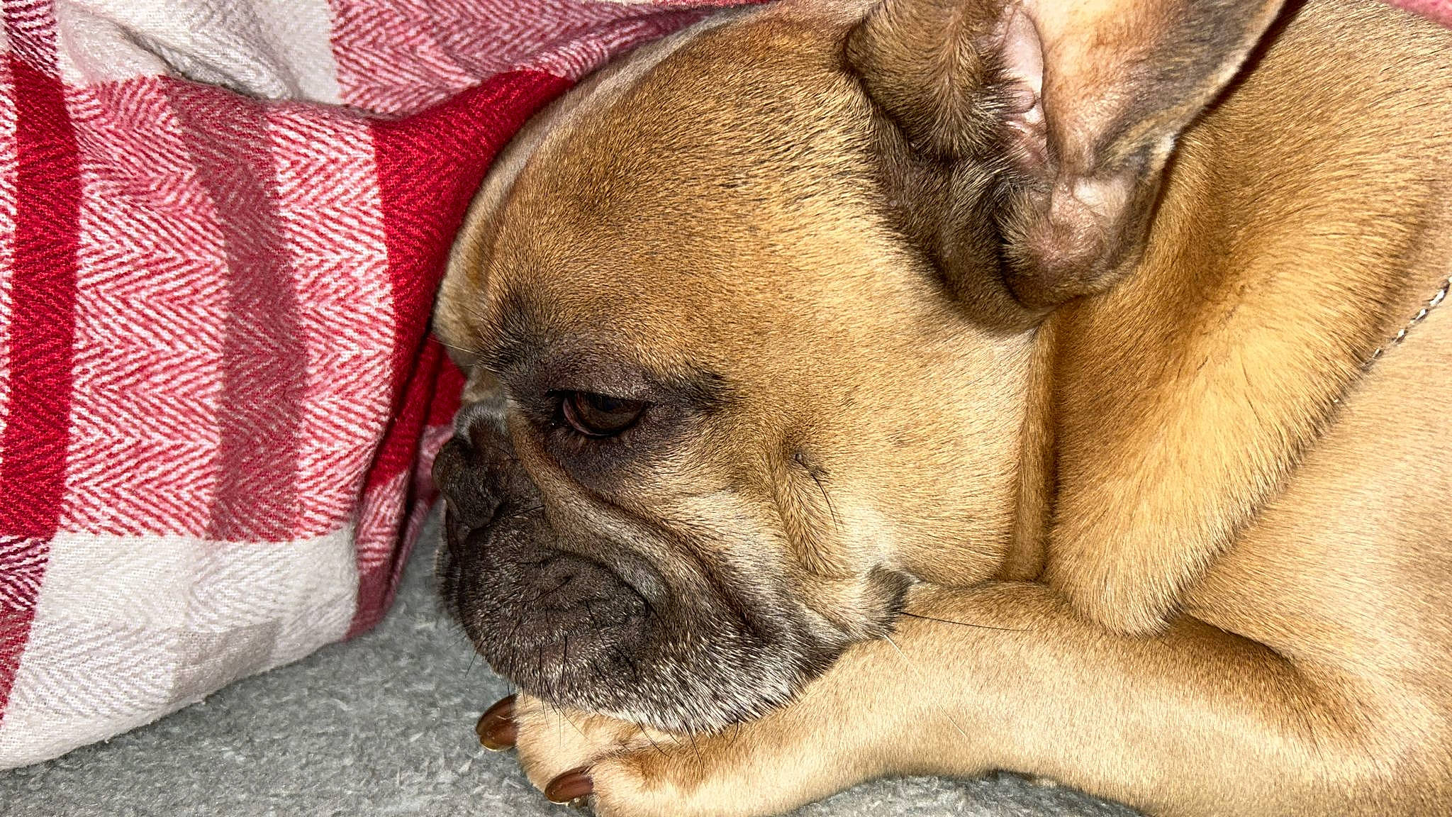 Hugo joined the competition — help win amazing prizes! bored, canidae, carnivore, comfort, companion_dog, dog, dog_breed, fawn, fur, head, molosser, non_sporting_group, paw, snout, sporting_group, terrestrial_animal, toy_dog, whiskers, working_animal, wrinkle