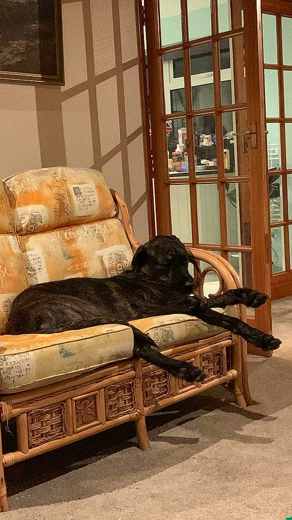 Bullet is registered to the contest to win money with this photo: brown, building, carnivore, chair, comfort, companion_dog, couch, dog, dog_breed, fawn, floor, flooring, hardwood, house, interior_design, living_room, studio_couch, window, wood, working_animal