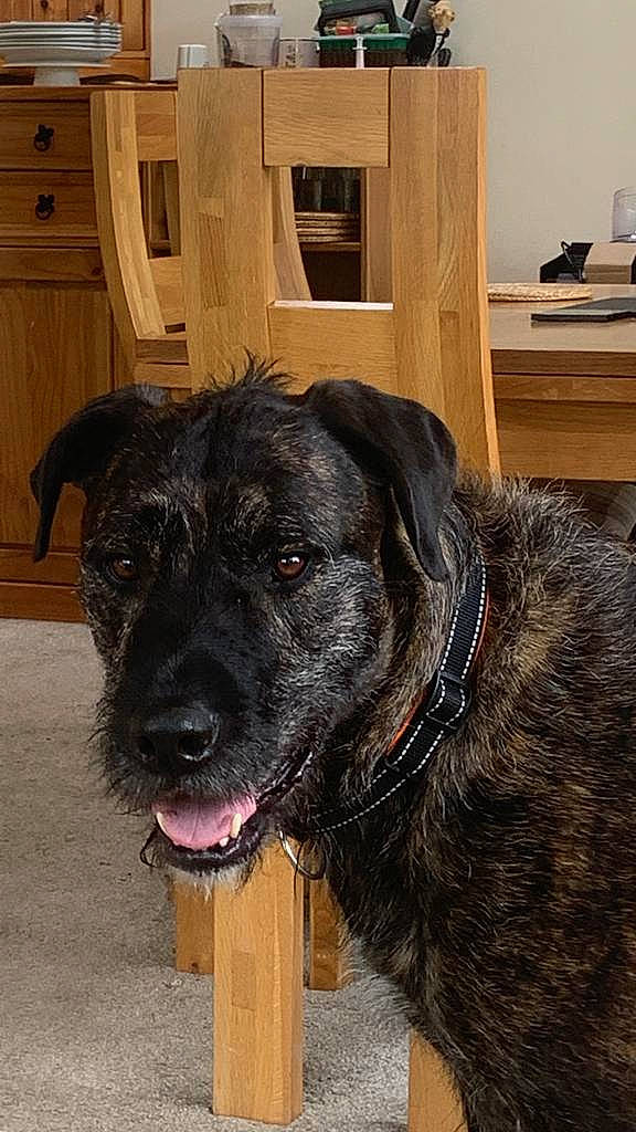 Bullet is registered to the contest to win money with this photo: borador, cabinetry, canidae, carnivore, collar, companion_dog, dog, dog_breed, dog_collar, door, door_mat, fawn, fur, liver, snout, sporting_group, whiskers, window, wood, working_animal