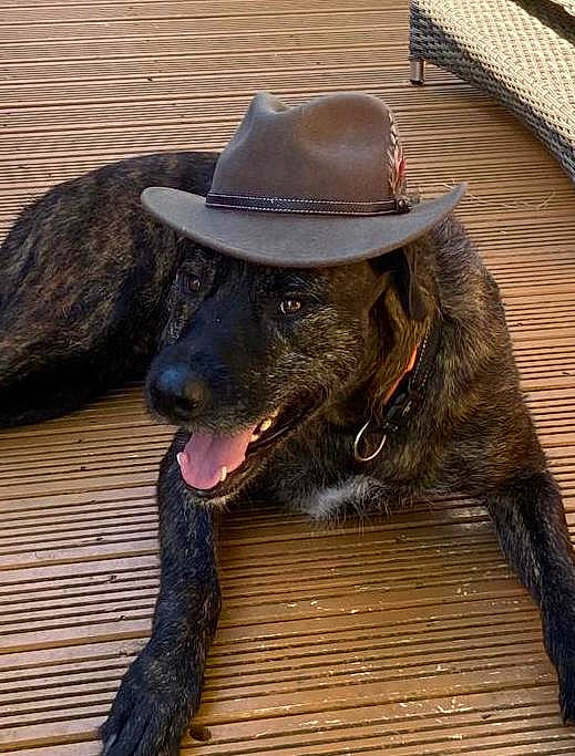 Bullet is registered to the contest to win money with this photo: carnivore, collar, companion_dog, cowboy_hat, dog, dog_breed, dog_collar, fashion_accessory, fur, hardwood, hat, liver, personal_protective_equipment, snout, sporting_group, sun_hat, terrestrial_animal, wood, working_animal, working_dog