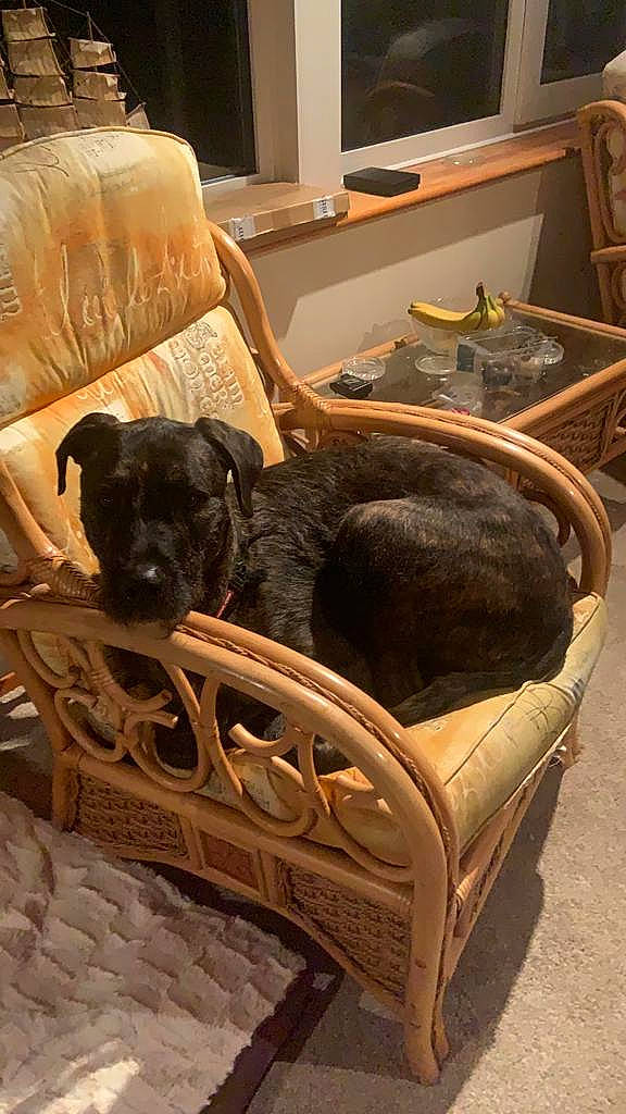 Bullet is registered to the contest to win money with this photo: carnivore, chair, comfort, companion_dog, couch, dog, dog_breed, fawn, floor, flooring, fur, furniture, hardwood, liver, living_room, room, sporting_group, studio_couch, wood, working_animal