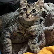 Tigrou a rejoint le concours — aidez-le/la à gagner de superbes lots ! abyssinian, animal, blanket, cat, kitten, manx, pet, quilt