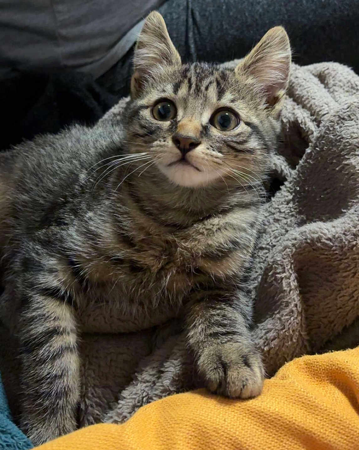 Tigrou a rejoint le concours — aidez-le/la à gagner de superbes lots ! abyssinian, animal, blanket, cat, kitten, manx, pet, quilt