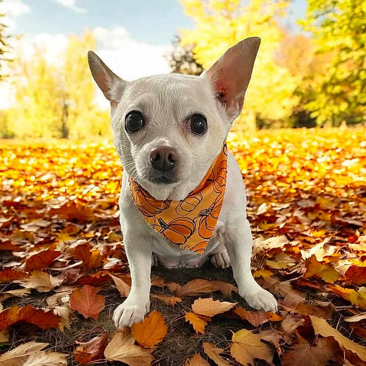 Little Bit joined the competition — help win amazing prizes! animal, autumn, canine, chihuahua, dog, leaf, person, pet, plant, puppy, sitting, snout