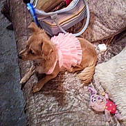 Dolly joined the competition — help win amazing prizes! accessory, animal, blur, casual, couch, cozy, dog, domestic, fabric, fur, furniture, handbag, indoor, pet, pillow, pink_dress, relaxing, small_dog, stuffed_toy, toy