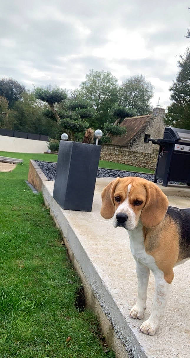 Pyta a rejoint le concours — aidez-le/la à gagner de superbes lots ! canidae, carnivore, chair, cloud, collar, companion_dog, dog, dog_breed, dog_collar, fawn, grass, hound, landscape, leisure, plant, sky, sporting_group, tail, tree, working_animal