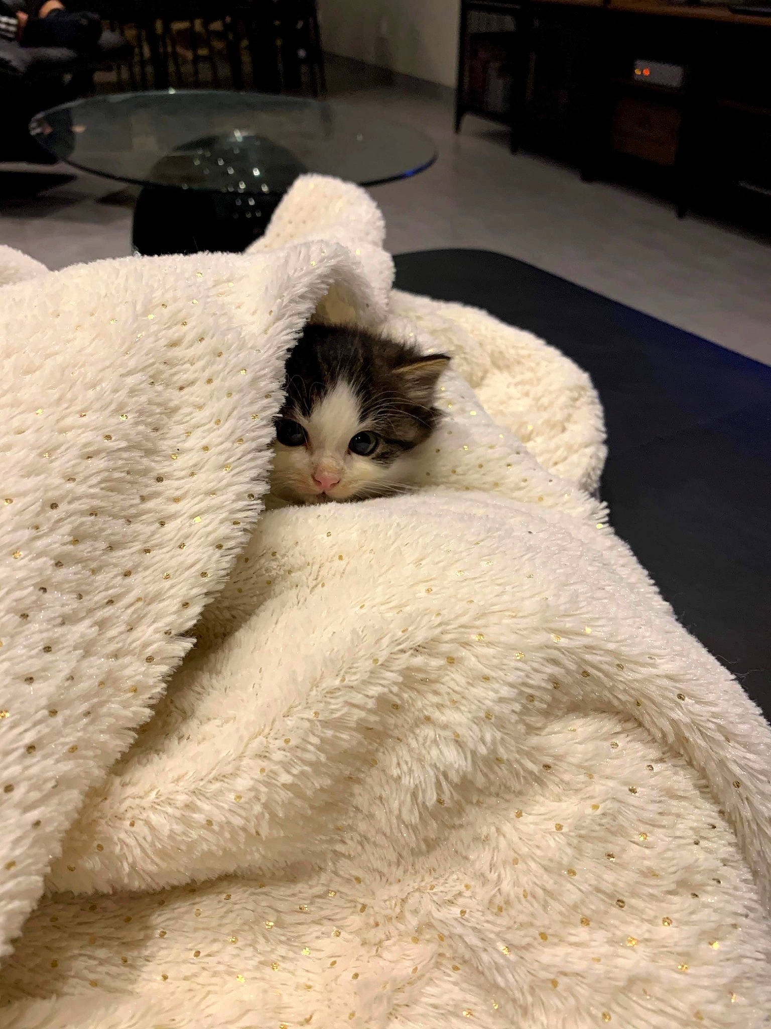 Tango a rejoint le concours — aidez-le/la à gagner de superbes lots ! asian, bed, bed_sheet, bedding, blanket, carnivore, cat, comfort, felidae, fur, furniture, kitten, linens, room, small_to_medium_sized_cats, tail, turkish_van, whiskers