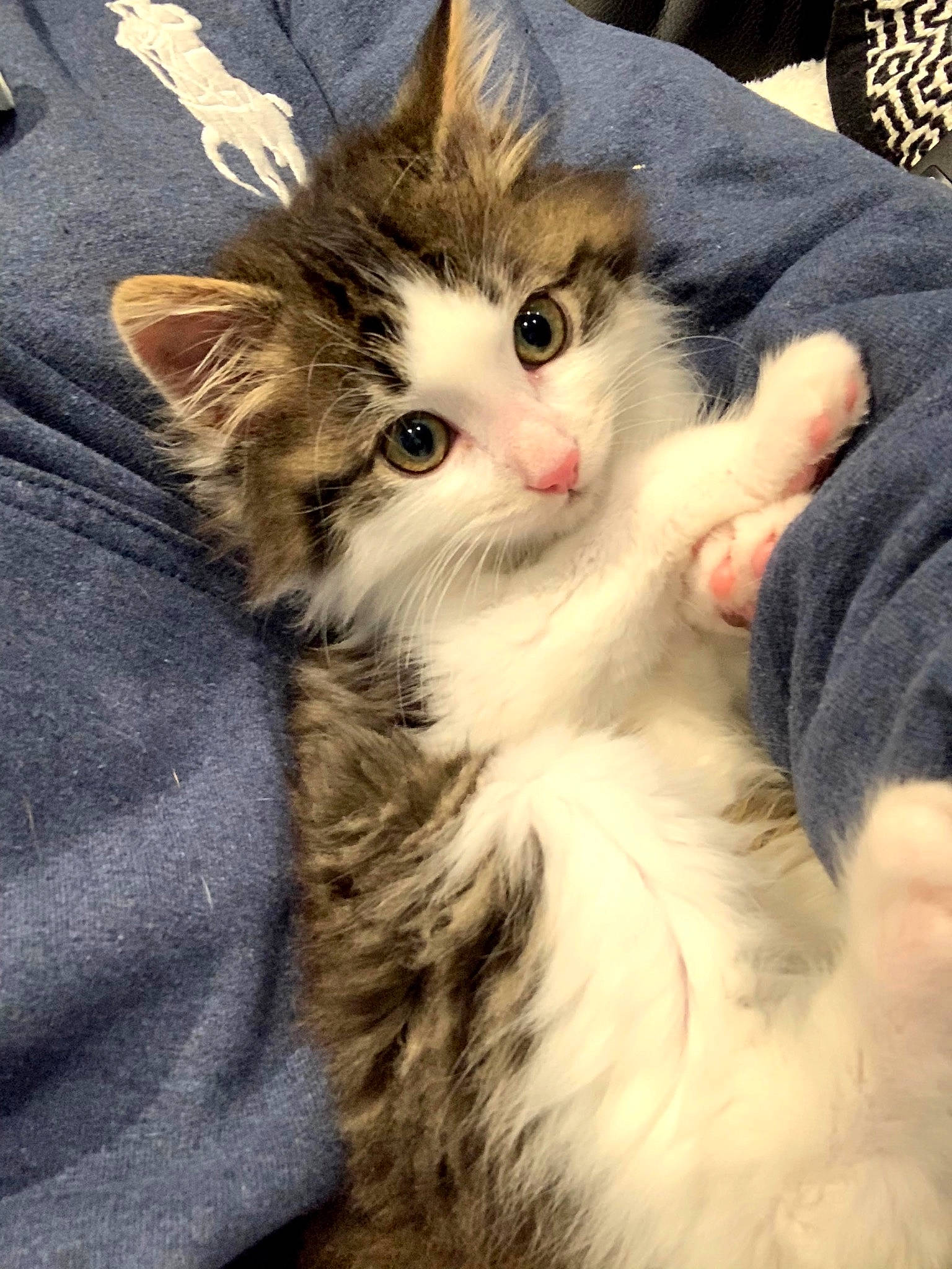 Tango a rejoint le concours — aidez-le/la à gagner de superbes lots ! carnivore, cat, claw, comfort, domestic_short_haired_cat, eye, fawn, felidae, fur, head, iris, paw, plant, small_to_medium_sized_cats, snout, tail, whiskers