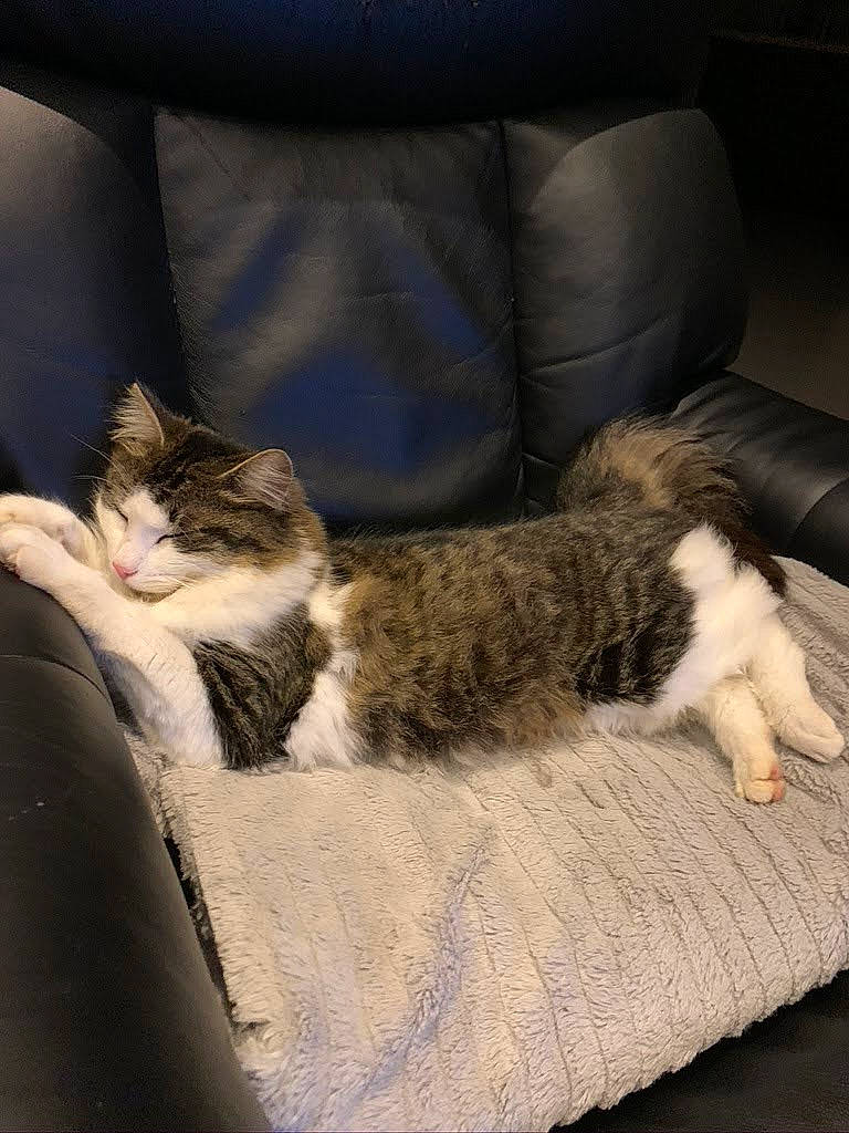 Tango participe au concours pour gagner de l'argent avec cette photo : carnivore, cat, cat_supply, claw, comfort, couch, domestic_short_haired_cat, felidae, flooring, fur, linens, nap, paw, sleep, small_to_medium_sized_cats, snout, tail, whiskers, window, wood