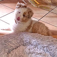 Aslan a rejoint le concours — aidez-le/la à gagner de superbes lots ! adorable, animal, carpet, curious, cute, dog, floor, fluffy, fur, head_tilt, home, indoor, laying_down, pet, pink_nose, puppy, relaxing, small_dog, sunlight, tile
