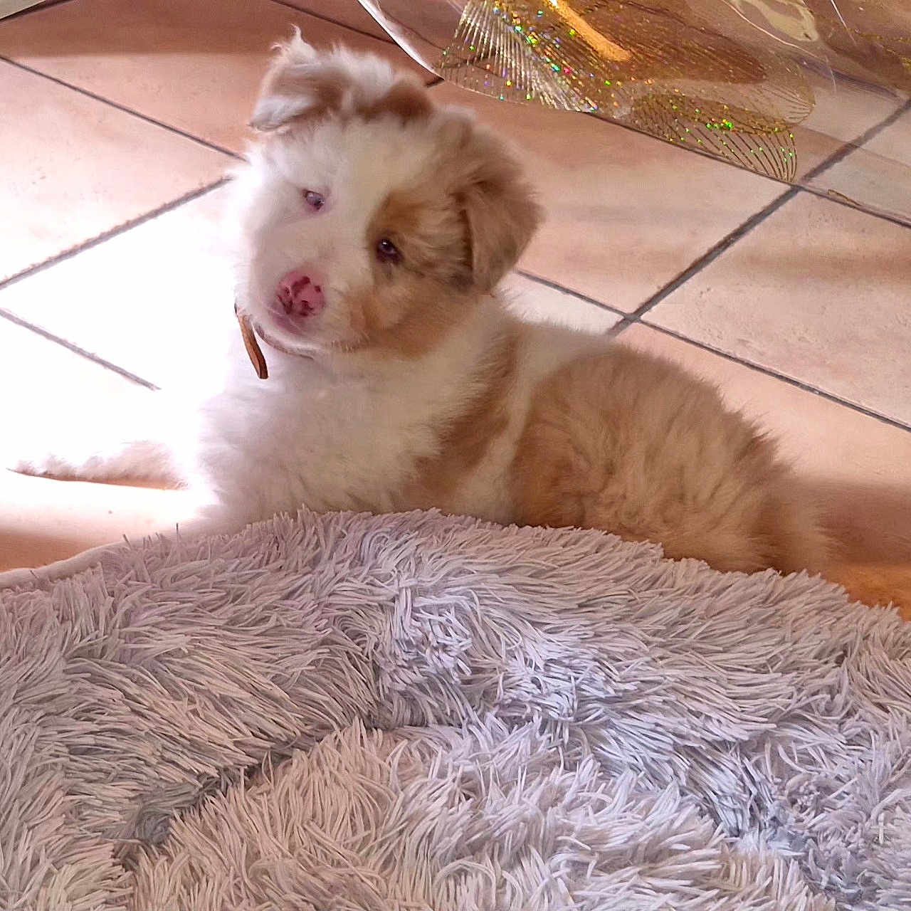 Aslan