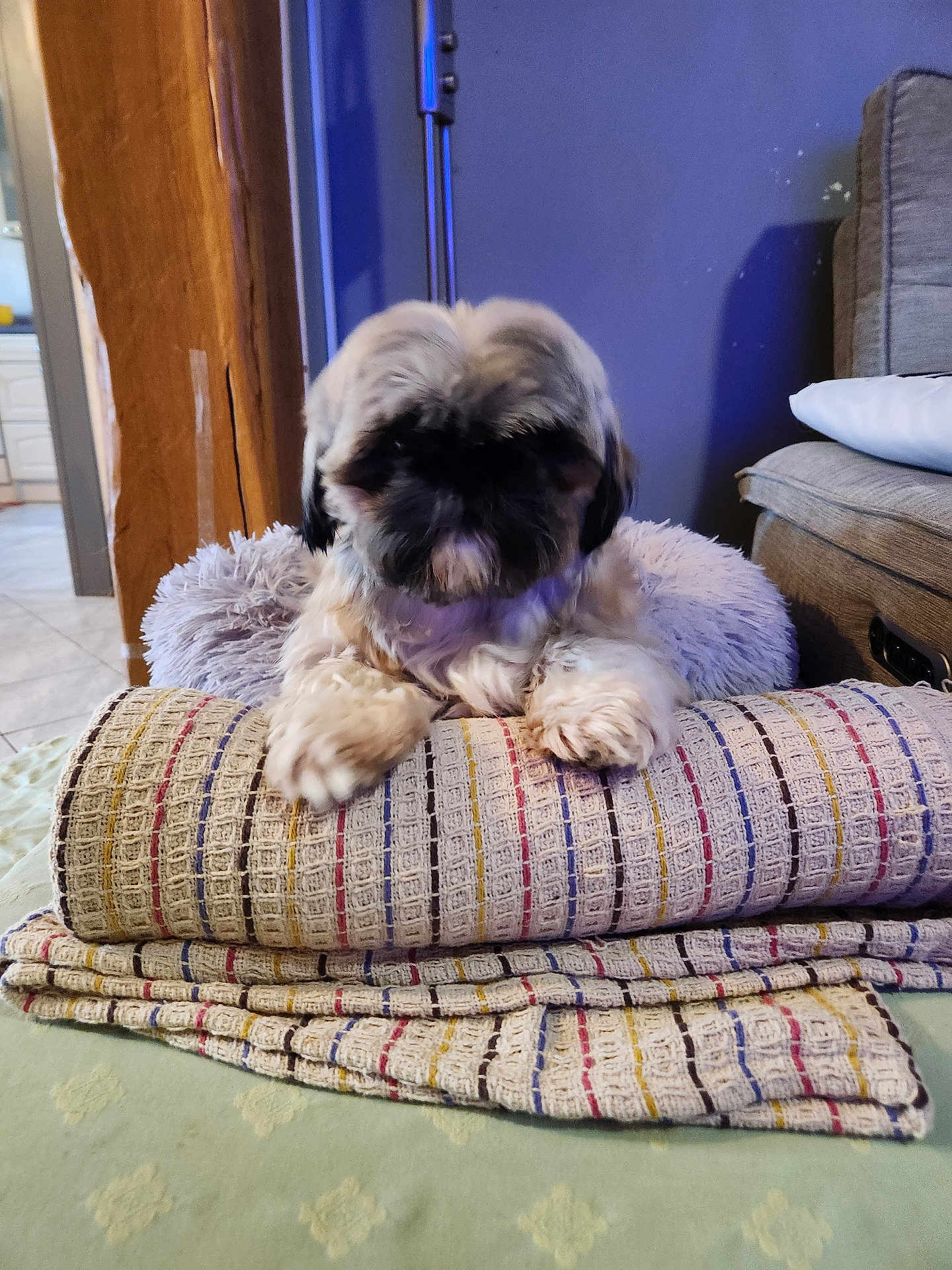 Lily participe au concours pour gagner de l'argent avec cette photo : dog, blanket, rolled_blanket, furniture, couch, indoor, pet, fur, cozy, purple_wall, wooden_beam, home, pillow, soft, paw, animal, domestic_animal, floor, carpet, relaxation