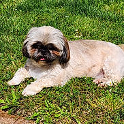 Lily a rejoint le concours — aidez-le/la à gagner de superbes lots ! dog, grass, outdoor, pet, sunlight, small_dog, lying_down, cute, fluffy, nature, relaxed, animal, tongue_out, summer, greenery, canine, garden, daytime, fur, resting