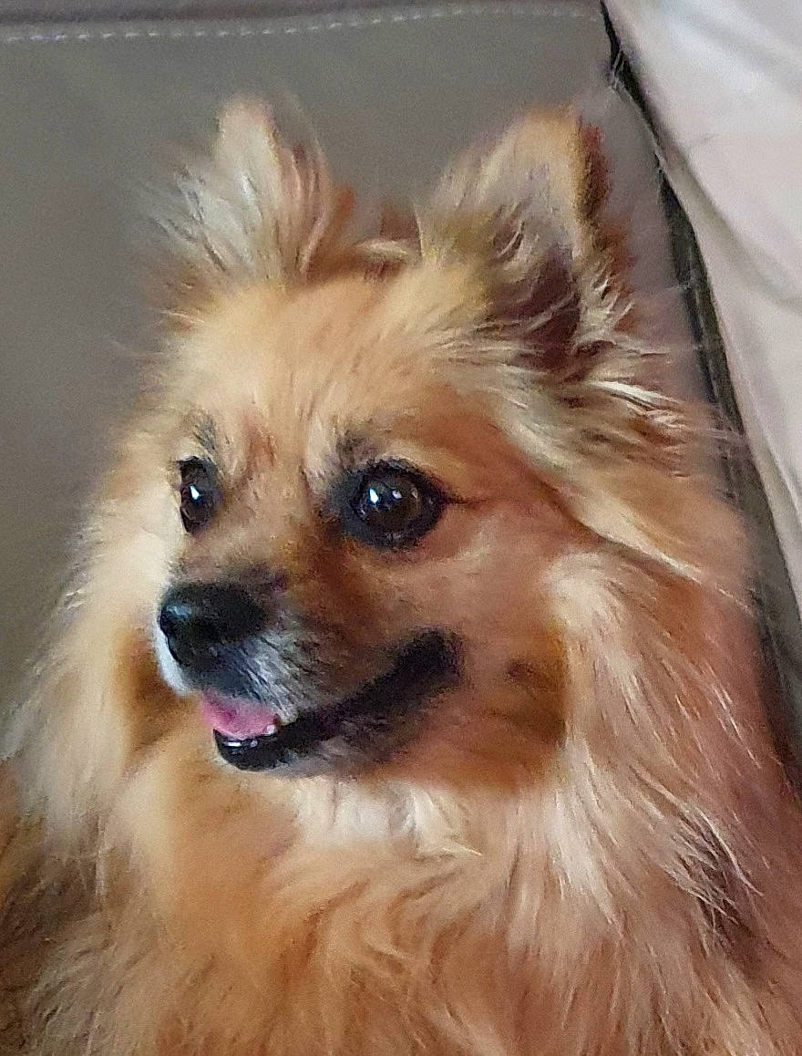 Happy a rejoint le concours — aidez-le/la à gagner de superbes lots ! blond, canidae, carnivore, companion_dog, dog, dog_breed, dog_supply, fawn, fur, german_spitz, german_spitz_klein, german_spitz_mittel, liver, snout, spitz, sporting_group, toy_dog, volpino_italiano, whiskers, working_animal