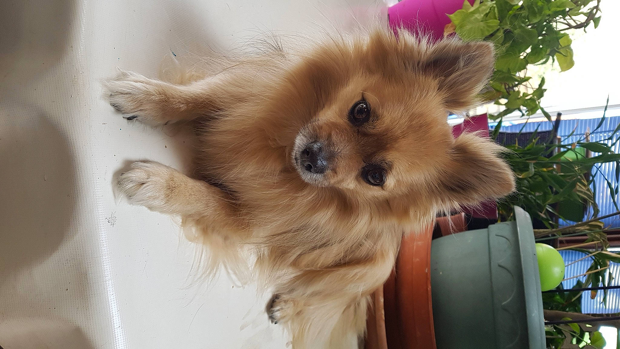 Happy a rejoint le concours — aidez-le/la à gagner de superbes lots ! canidae, carnivore, companion_dog, dog, dog_breed, dog_supply, fawn, fur, german_spitz, german_spitz_klein, german_spitz_mittel, liver, pet_supply, snout, spitz, sporting_group, toy_dog, volpino_italiano, whiskers, working_animal