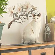 Arsouille a rejoint le concours — aidez-le/la à gagner de superbes lots ! animal, cabinet, cat, curious, decor, domestic_cat, ears, eyes, flower_decal, furniture, home, indoor, pet, plant, portrait, sitting, tabletop, vase, white_cat, wood