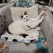 Arsouille a rejoint le concours — aidez-le/la à gagner de superbes lots ! cat, white_cat, armchair, cushion, stretching, indoor, pet, feline, relaxed, paw, patterned_fabric, curious, comfortable, home, cozy, resting, fur, animal, domestic_cat, cute