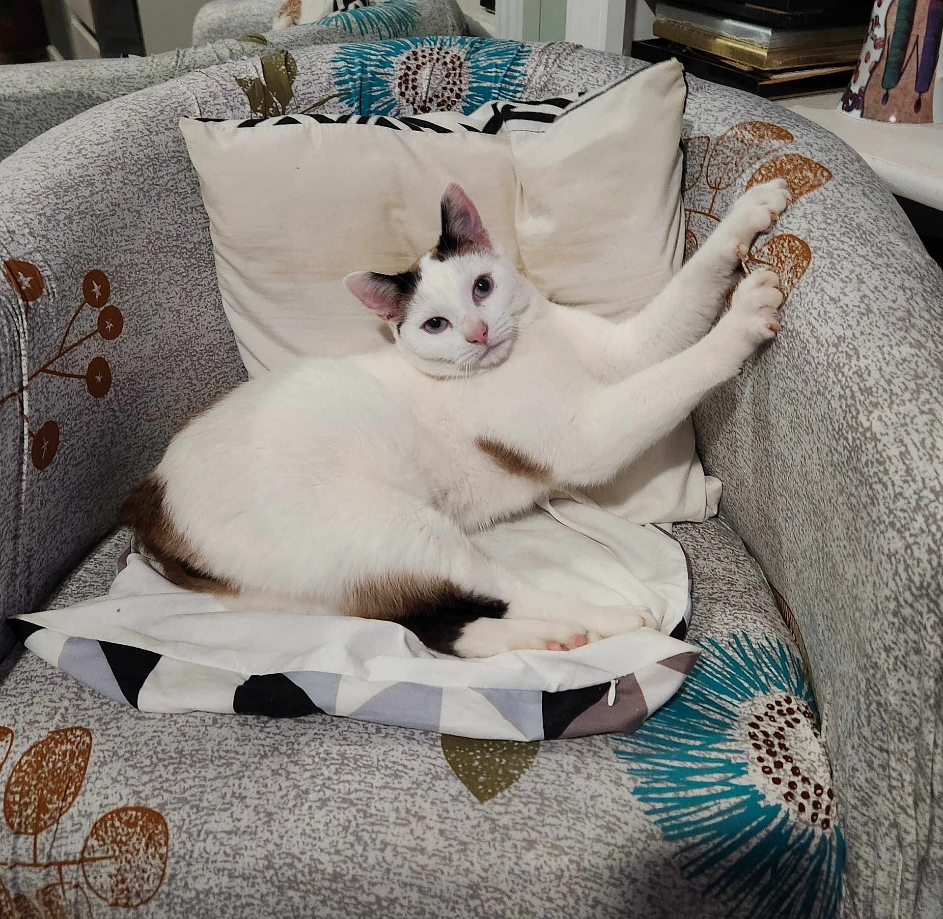 Arsouille a rejoint le concours — aidez-le/la à gagner de superbes lots ! cat, white_cat, armchair, cushion, stretching, indoor, pet, feline, relaxed, paw, patterned_fabric, curious, comfortable, home, cozy, resting, fur, animal, domestic_cat, cute
