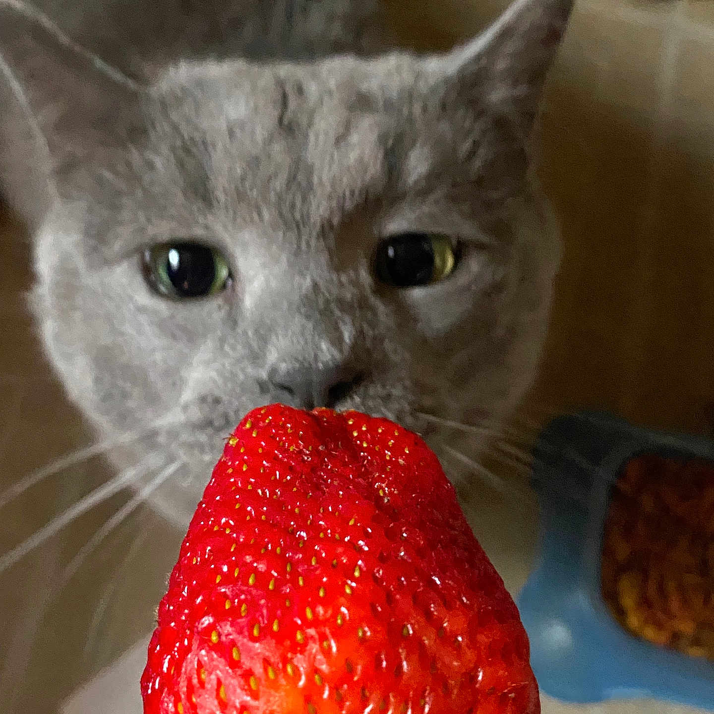 Binx is registered to the contest to win money with this photo: animal, background_blur, cat, closeup, curious, cute, feline, food_bowl, fruit, gray_cat, green, indoor, kitchen_floor, nose, pet, playful, red, sniffing, strawberry, whiskers