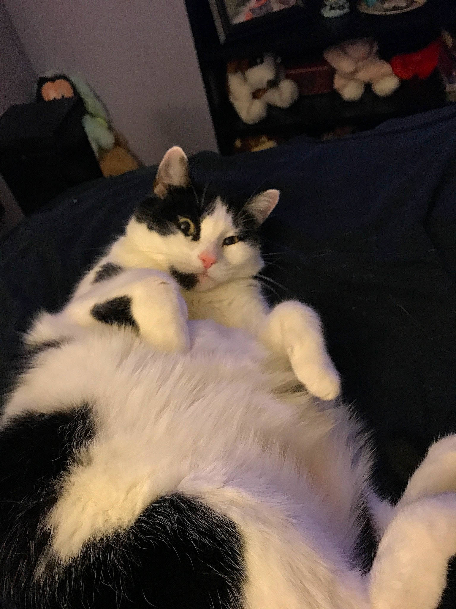 Kitty is registered to the contest to win money with this photo: bed, box, carnivore, cat, claw, comfort, couch, domestic_short_haired_cat, felidae, fur, linens, nap, paw, picture_frame, room, small_to_medium_sized_cats, tail, whiskers