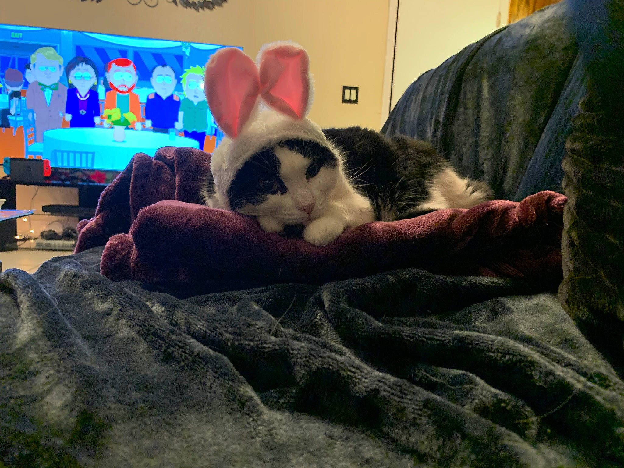 Kitty joined the competition — help win amazing prizes! canidae, carnivore, cat, comfort, companion_dog, couch, domestic_short_haired_cat, fawn, felidae, fur, human_leg, linens, paw, room, selfie, small_to_medium_sized_cats, snout, tail, television, whiskers