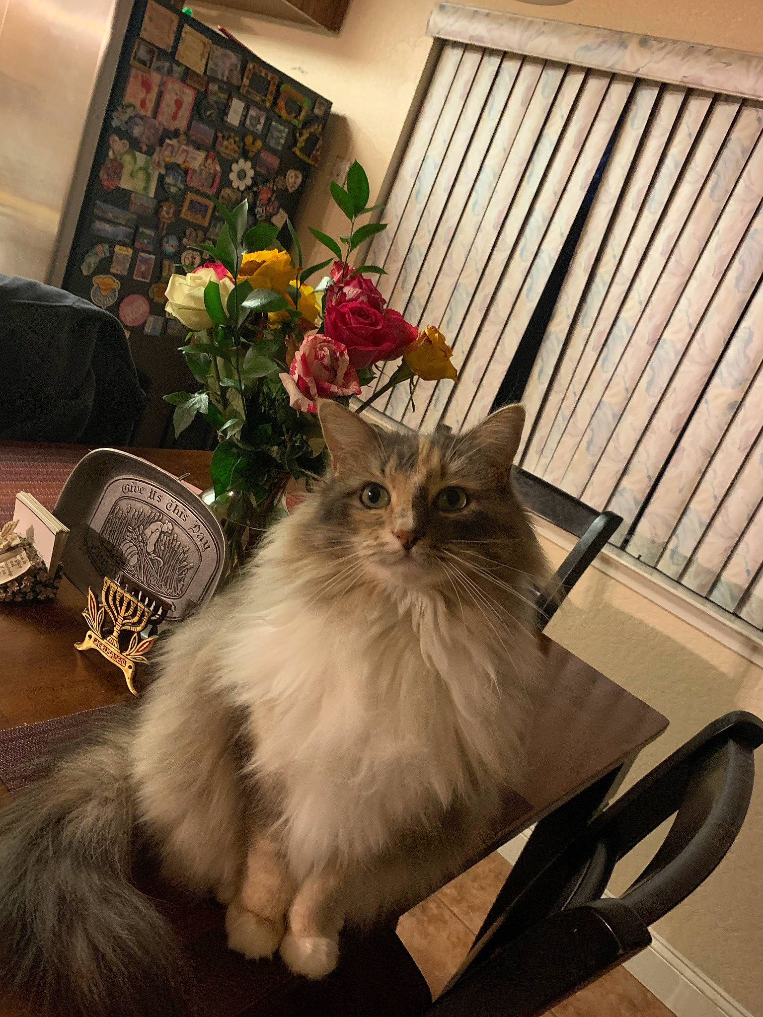 Aurora is registered to the contest to win money with this photo: cabinetry, carnivore, cat, chair, event, fawn, felidae, flower, flowerpot, fur, hardwood, houseplant, picture_frame, plant, small_to_medium_sized_cats, table, tail, whiskers, window, wood