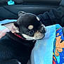 Walk J is registered to the contest to win money with this photo: dog, puppy, chihuahua, black_fur, tan_markings, collar, close_up, car_interior, car_seat, lap, blanket, colorful_blanket, human_hand, cute, pet, traveling, portrait, small_dog, fur, nose