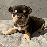 Walk J is registered to the contest to win money with this photo: puppy, dog, cute, paws, fur, ears, nose, eyes, pet, portrait, indoor, blanket, bed, sitting, young, small_animal, whiskers, black_and_tan, short_muzzle, face