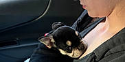 Walk J joined the competition — help win amazing prizes! dog, puppy, person, human_face, dog_face, car_interior, car_window, seat, hand, lap, hoodie, black_fur, snout, ear, cuddling, travel, piercing, close_up, cozy, resting