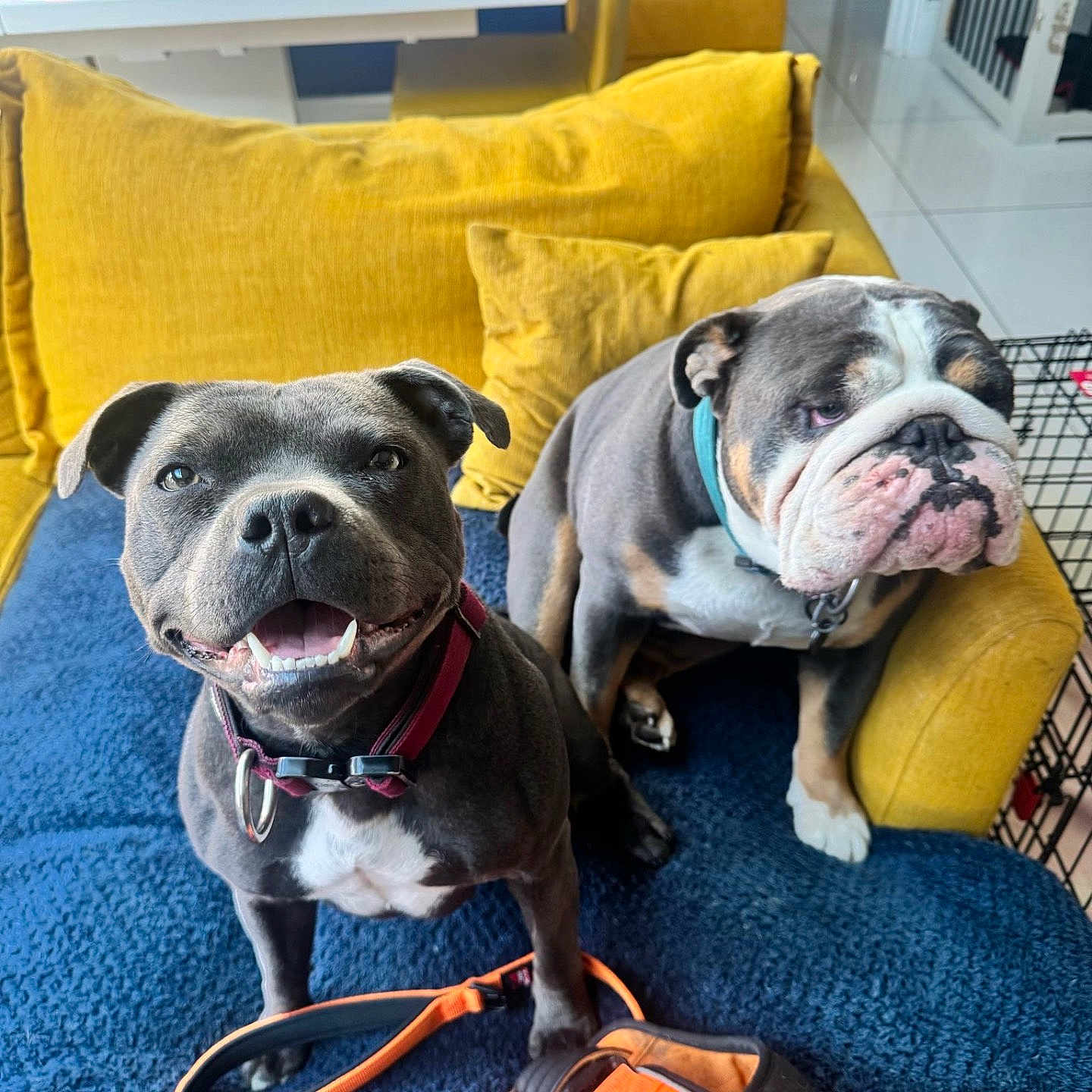 Scuba And Harry joined the competition — help win amazing prizes! accessories, animal, architecture, bag, building, bulldog, canine, couch, cushion, dog, frenchbulldog, furniture, glasses, handbag, homedecor, indoors, livingroom, pet, pitbull, puppy