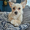Miski joined the competition — help win amazing prizes! dog, small_dog, pet, ears, fur, blanket, couch, indoor, plant, painting, elephant_art, blue_wall, cozy, resting, looking_at_camera, furniture, living_room, comfort, curious, close_up