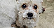 Miski joined the competition — help win amazing prizes! dog, white_dog, pet, animal, fur, cute, indoor, floor, looking_at_camera, small_dog, ears, face, nose, eyes, close_up, curious, canine, domestic_animal, companion, portrait