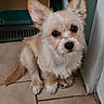 dog, small_dog, fluffy, ears, pet, indoor, tile_floor, corner, looking_up, cute, animal, companion, fur, sitting, expression, domestic, young, adorable, face, eyes