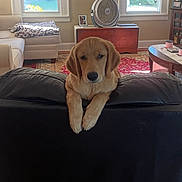 Ian joined the competition — help win amazing prizes! dog, golden_retriever, puppy, couch, living_room, carpet, window, fan, table, blanket, photo_frame, wood_floor, furniture, interior, pet, animal, resting, curious, indoor, home