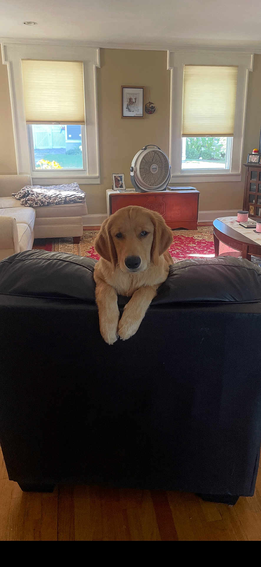 Ian joined the competition — help win amazing prizes! dog, golden_retriever, puppy, couch, living_room, carpet, window, fan, table, blanket, photo_frame, wood_floor, furniture, interior, pet, animal, resting, curious, indoor, home