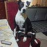 Nala a rejoint le concours — aidez-le/la à gagner de superbes lots ! dog, black_and_white_dog, pet, animal, sitting, upright, portrait, indoors, living_room, dining_room, red_chair, furniture, couch, patterned_rug, table, kitchen, window, houseplant, black_and_white, serious_expression