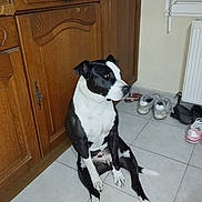 Nala participe au concours pour gagner de l'argent avec cette photo : dog, black_and_white, sitting, indoors, tiled_floor, wooden_cabinet, shoes, sneakers, radiator, window, pet, canine, portrait, white_chest, black_fur, floppy_ears, tail, home, floor, flash_photography