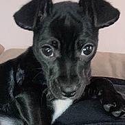 Gunner joined the competition — help win amazing prizes! puppy, dog, black_dog, close_up, pet, animal, ears, eyes, fur, cute, indoor, resting, young_dog, portrait, looking, canine, small_dog, adorable, snout, whiskers