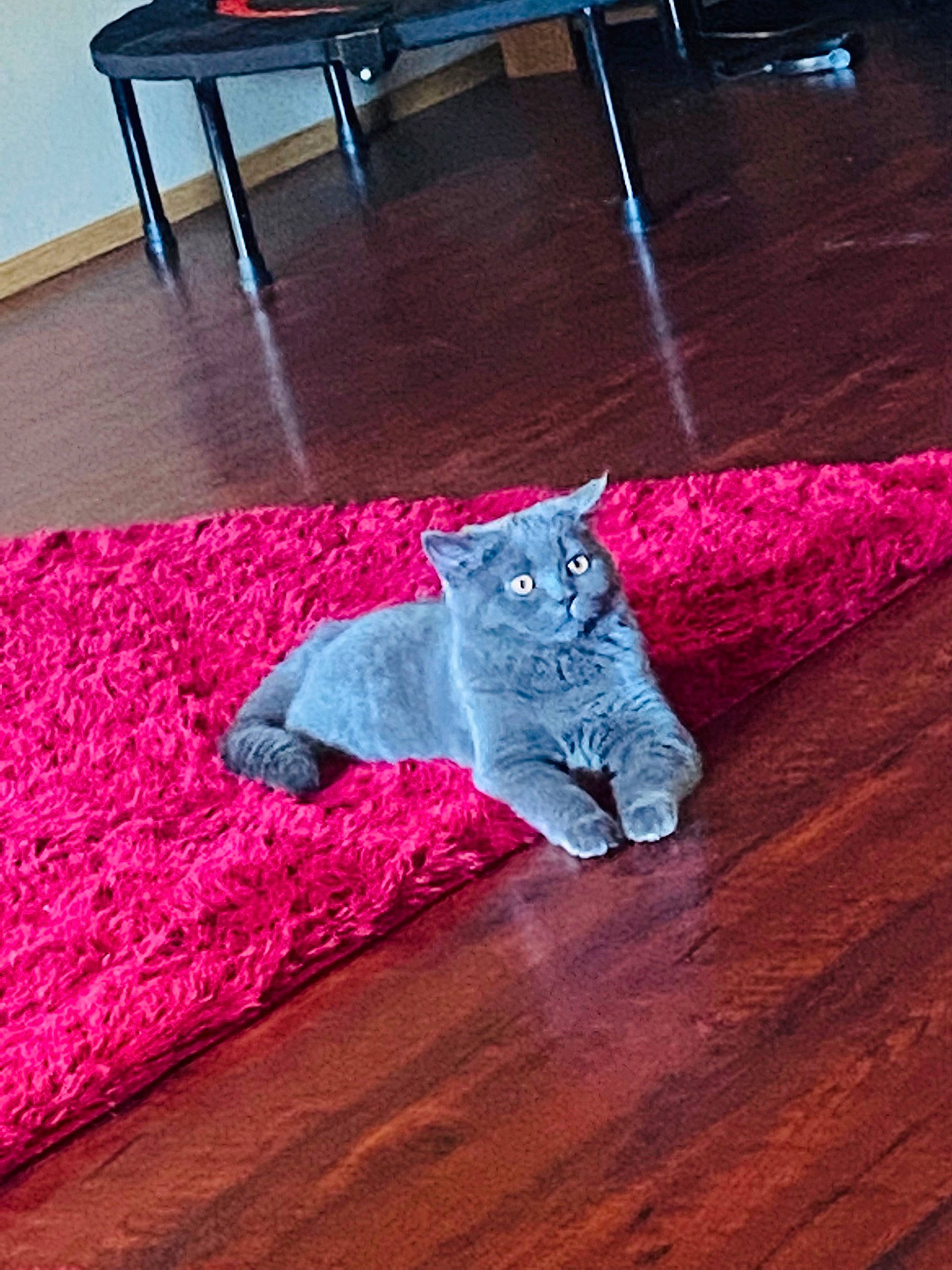 Lola joined the competition — help win amazing prizes! carnivore, carpet, cat, comfort, felidae, floor, flooring, grey, hardwood, laminate_flooring, linens, magenta, plant, purple, small_to_medium_sized_cats, table, tail, whiskers, wood, wood_flooring