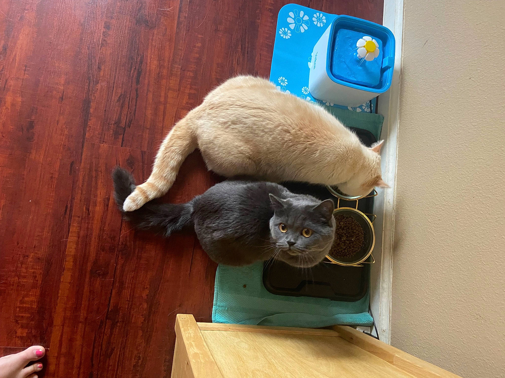 Lola joined the competition — help win amazing prizes! carnivore, cat, cat_supply, claw, comfort, domestic_short_haired_cat, fawn, felidae, flooring, fur, hardwood, pet_supply, small_to_medium_sized_cats, stuffed_toy, tail, terrestrial_animal, toy, whiskers, wood, wood_stain