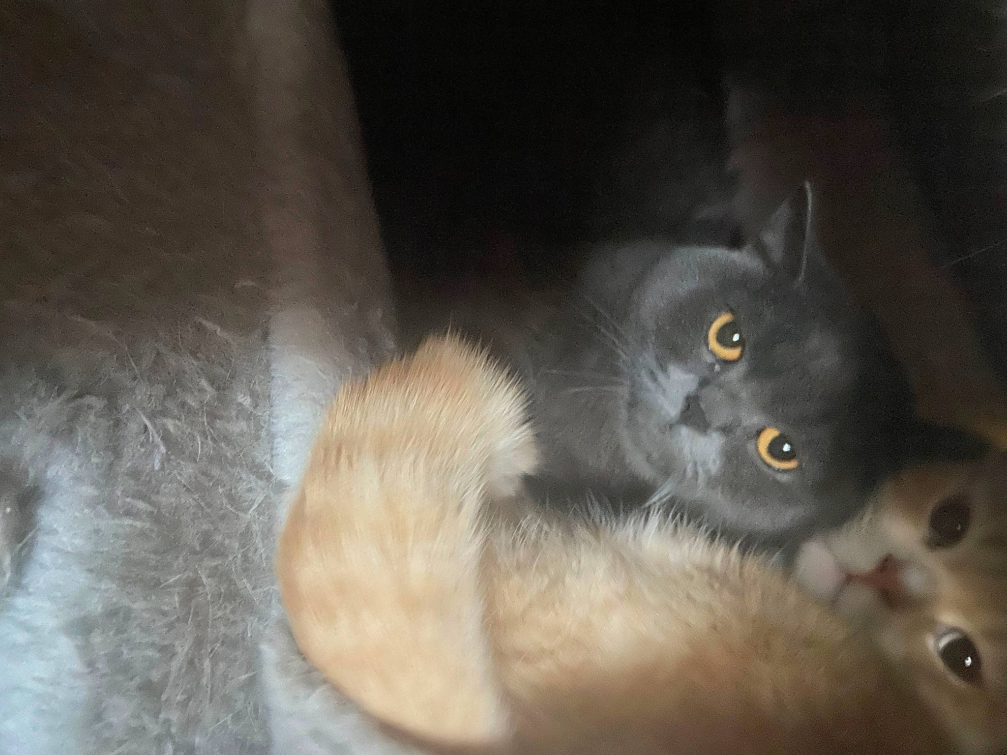 Lola joined the competition — help win amazing prizes! black_cat, carnivore, cat, cat_toy, claw, domestic_short_haired_cat, felidae, flooring, fur, hardwood, korat, paw, small_to_medium_sized_cats, snout, tail, whiskers, window, wood