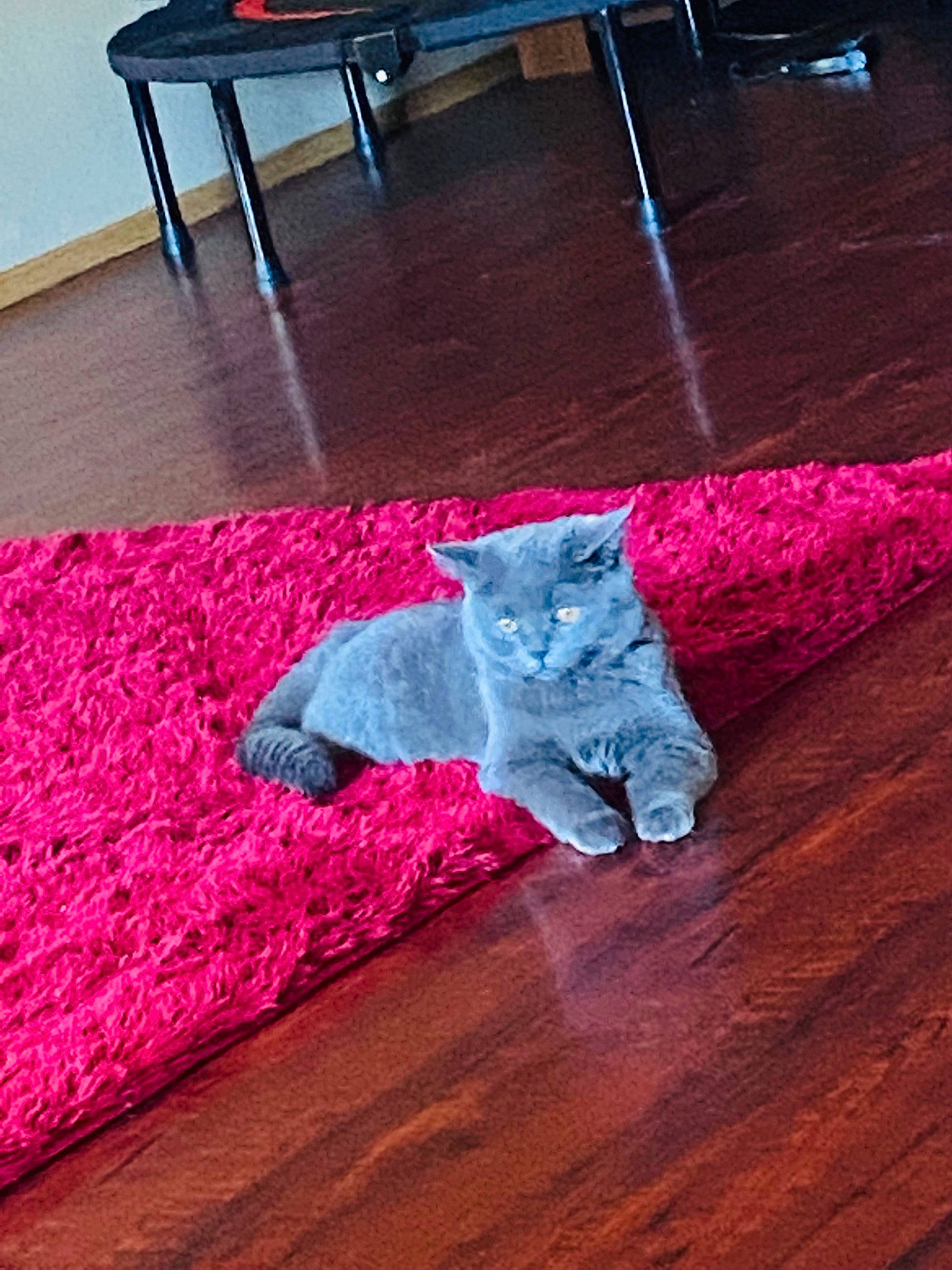 Lola joined the competition — help win amazing prizes! carnivore, carpet, cat, comfort, domestic_short_haired_cat, felidae, floor, flooring, grey, hardwood, laminate_flooring, linens, magenta, pink, purple, small_to_medium_sized_cats, tail, whiskers, wood, wood_flooring