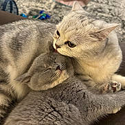 Pickle is registered to the contest to win money with this photo: cat, cats, feline, pet, cute, snuggling, sleepy, licking, cozy, indoor, fur, gray_cat, white_cat, resting, animal, companion, soft, close_up, adorable, relaxing