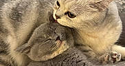 Pickle is registered to the contest to win money with this photo: adorable, animal, cat, cats, close_up, companion, cozy, cute, feline, fur, gray_cat, indoor, licking, pet, relaxing, resting, sleepy, snuggling, soft, white_cat