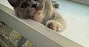 Pickle is registered to the contest to win money with this photo: kitten, cat, gray_cat, fluffy, cute, pet, indoor, window, changing_table, furniture, curious, young_animal, animal, paw, face, whiskers, soft_light, domestic_cat, feline, cozy