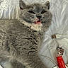 Pickle is registered to the contest to win money with this photo: cat, kitten, gray_fur, teeth, usb_cable, white_sheet, wrinkled_fabric, candy_wrapper, red_wrapper, pet, cute, lying_down, indoor, closeup, feline, playful, domestic_animal, whiskers, small_animal, sleepy