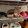 Pickle joined the competition — help win amazing prizes! animal, cat, cozy, cute, domestic, feline, footwear, funny, grey_cat, home, indoor, kitten, pet, resting, sandals, shoe_rack, shoes, slippers, small_animal, tongue_out