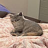 cat, sleeping, blanket, fluffy, gray_cat, couch, cozy, indoor, pet, relaxing, resting, animal, feline, home, comfort, cute, soft, domestic_cat, peaceful, fur