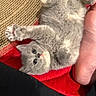 Pickle joined the competition — help win amazing prizes! animal, cat, claws, close_up, curious, cute, foot, fur, gray_fur, indoor, kitten, paw, pet, playful, red_blanket, relaxed, resting, scratching_pad, small, whiskers
